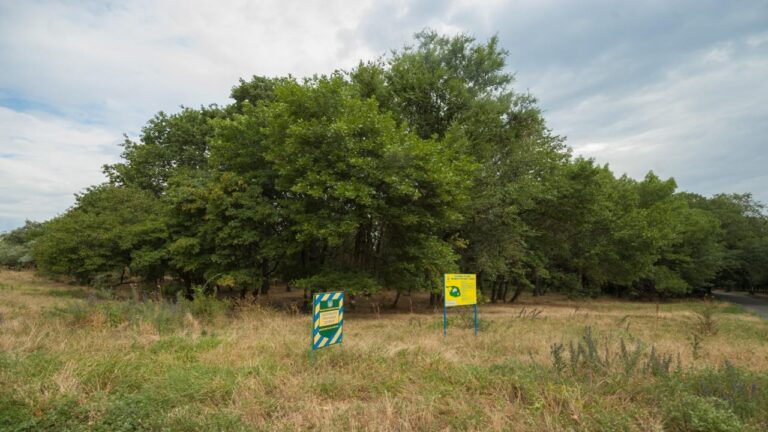 У миколаївському парку “Дубки” знайшли 44 касетні боєприпаси під час розмінування
