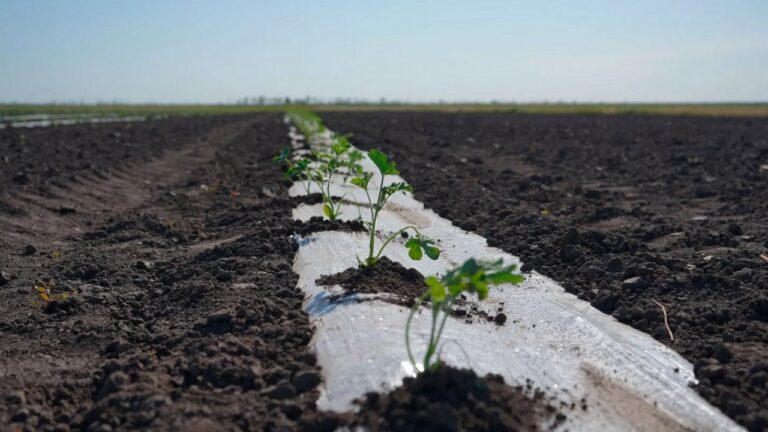 Аграрії Херсонського району продовжують посівну кампанію: вже засіяно майже 5000 гектарів ярих культур