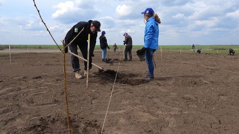 На Миколаївщині вперше відновили знищену війною лісосмугу