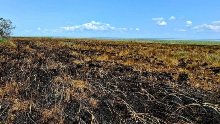 У нацпарку “Тузлівські лимани” згоріло 10 га природи та гнізда рідкісних птахів