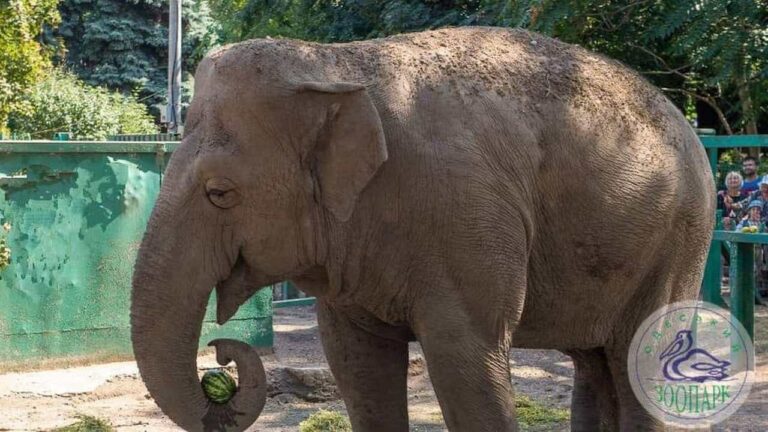Одеський зоопарк отримає новий котел для опалення за кошти міського бюджету