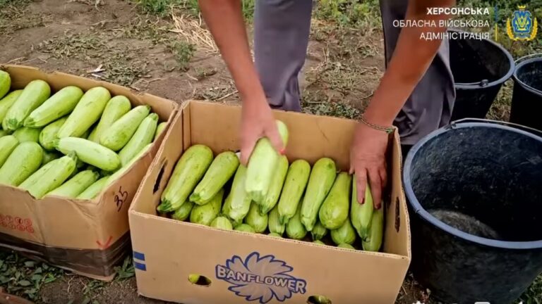 На Херсонщині стартував збір врожаю овочевих культур