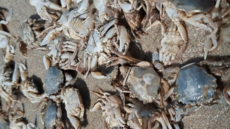 Десятки тисяч крабів винесло на берег Чорного моря на Одещині