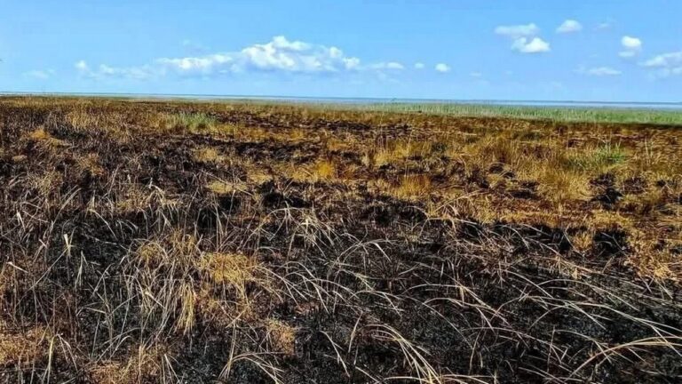 Шахеди знищили 10 га заповідника на Одещині та налякали фламінго