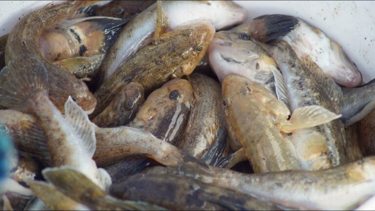В акваторії Азовського моря зникає популяція бичка