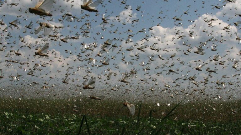 Нашестя гігантської сарани дісталося Миколаївщини