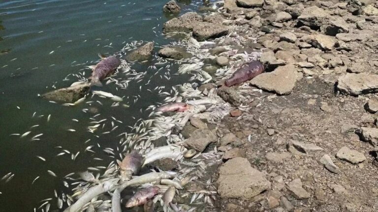 Критичне обміління річки спричинило масовий мор риби на Миколаївщині