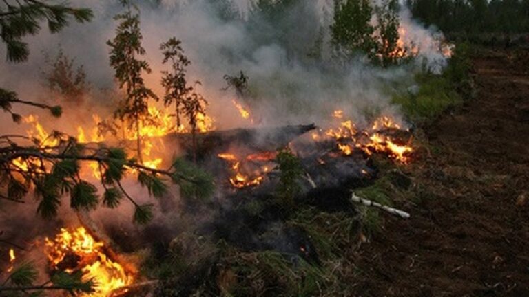 За добу на Херсонщині згоріло понад 18 га екосистем