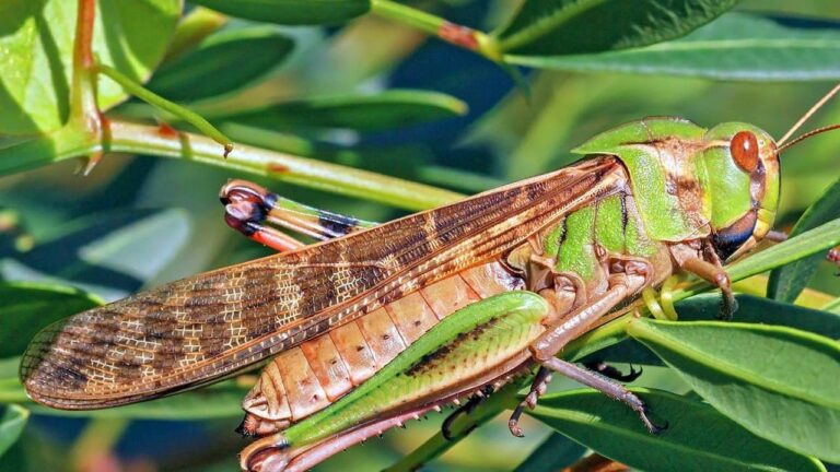 На пляжах Одеси зафіксували навалу сарани через міграцію з Молдови