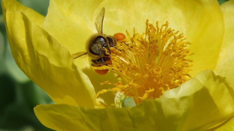 На Одещині зацвів червонокнижний мачок жовтий