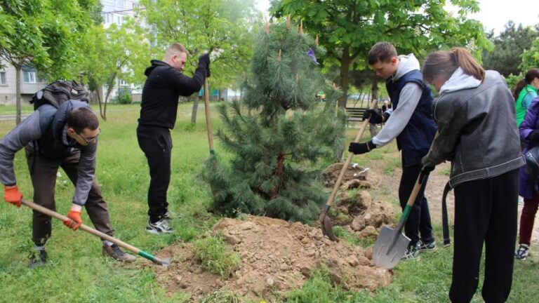 Миколаївська міськрада планує закупити 310 саджанців дерев на 1 млн грн