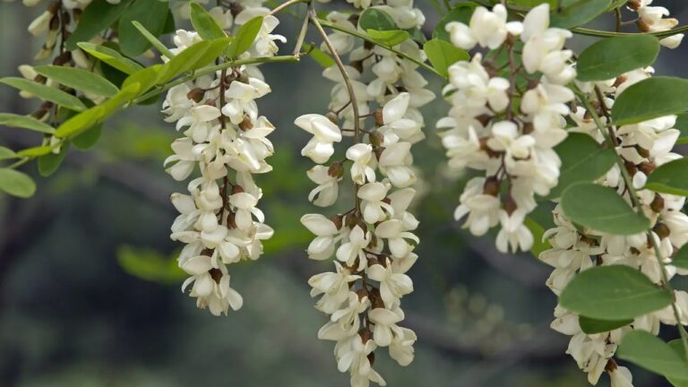 На Одещині знову розквітла акація