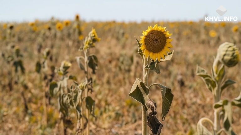 Фермери півдня Одещини переходять на тепличне виробництво через кліматичні зміни