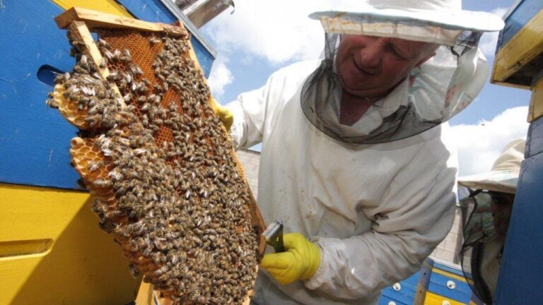 Відновлення бджільництва на Херсонщині: пасічники отримають фінансову допомогу