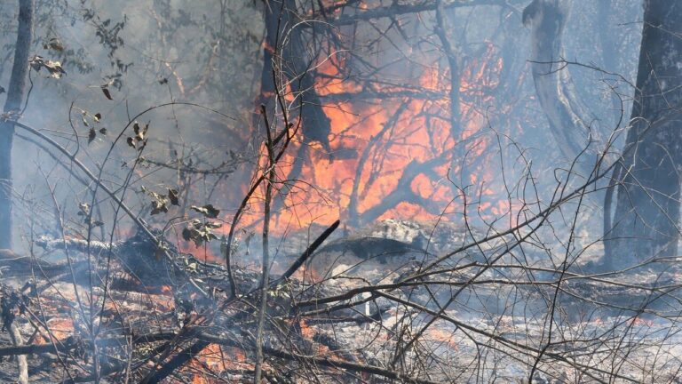 Пожежу загасили на заповідній Хортиці в Запоріжжі