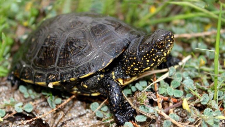 Екологи на Одещині виявили рідкісну болотяну черепаху