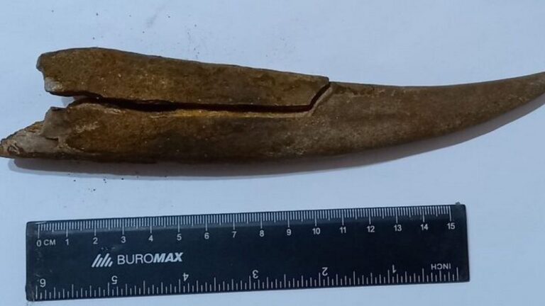 На Одещині до музею принесли ймовірний ікло шаблезубого тигра