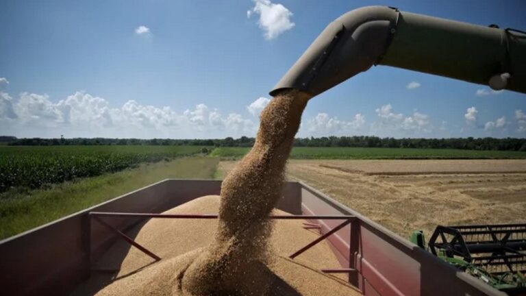 Одещина стала лідером України за врожаєм ранніх зернових