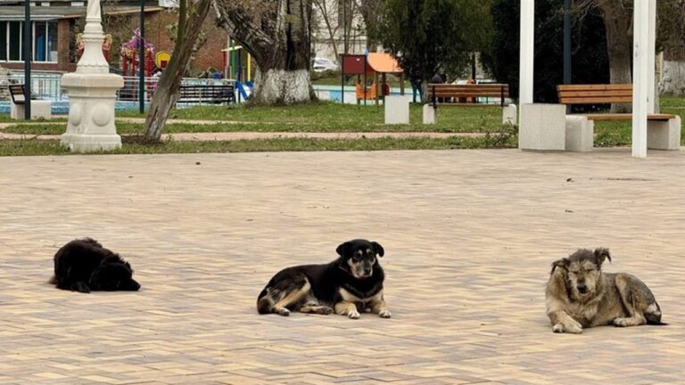 Відсутність вакцини від сказу на окупованій Херсонщині змушує людей їхати до Криму