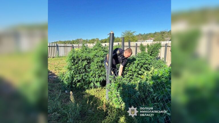 На Миколаївщині поліція вилучила 15 кг канабісу та викрила 830 кущів конопель