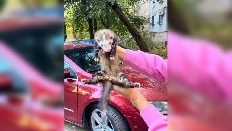 У Миколаєві на вулиці Океанівській помітили тхора