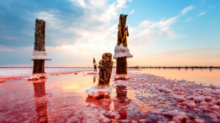 Обміління Сивашу загрожує птахам на Херсонщині