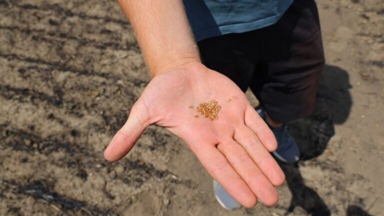 Аграрії Херсонщини збирають врожай під обстрілами