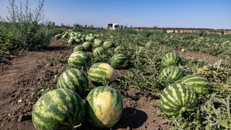 На Херсонщині зібрали понад 26 тис тонн баштанних культур