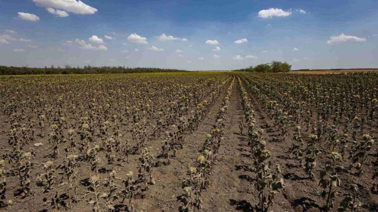 Середня врожайність на Херсонщині скоротилася удвічі