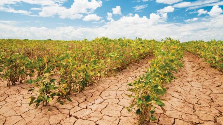 Аномальна спека на Херсонщині знищила врожай на 100 тис га