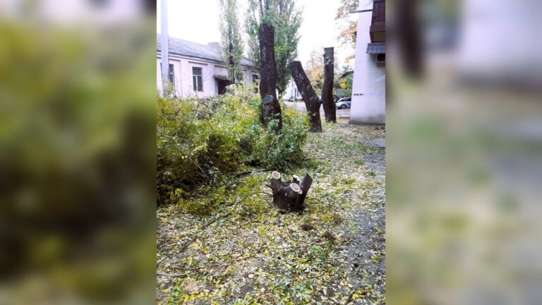 У Миколаєві невідомі зрубали дев’ять дерев акації: збитки перевищують ₴37 тис