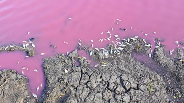 На Одещині зафіксували масову загибель риби у водоймі з рожевою водою