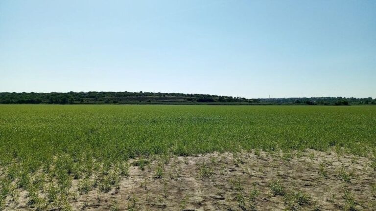 Науковці дослідили нові рослини на території колишнього Каховського водосховища