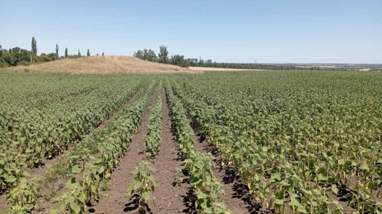 На Миколаївщині судитимуть трьох чоловіків за самовільне використання земель з археологічними пам’ятками