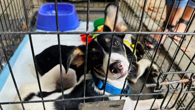 У Миколаєві оновили програму поводження з безпритульними тваринами