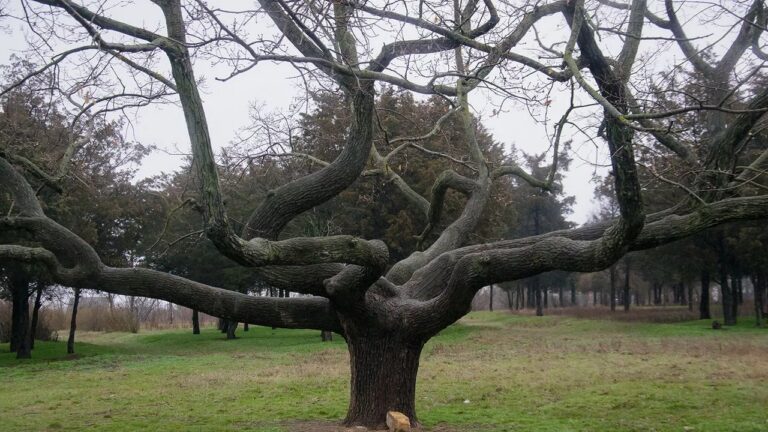 У Миколаєві відновили процедуру створення парку-пам’ятки