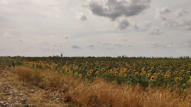 Аграрне підприємство з Херсонщини втратило половину посівів соняшника через посуху