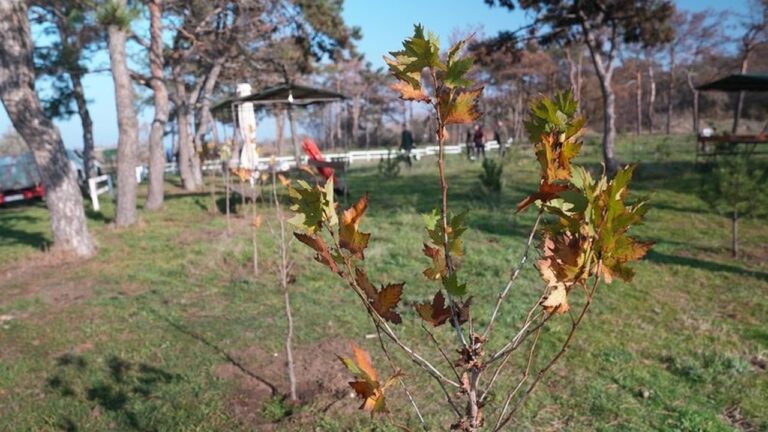 У Миколаєві висадили понад 200 нових дерев для підтримки екосистеми