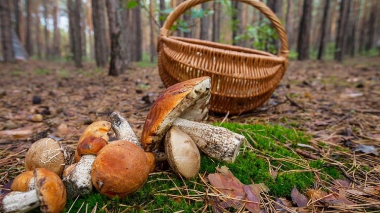 У Миколаєві зафіксували випадки отруєння грибами