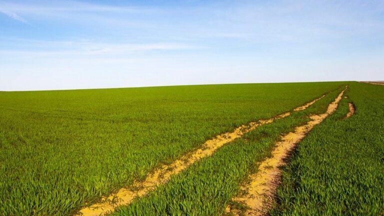 На Миколаївщині суд повернув державі землі лісового фонду, передані громаді незаконно