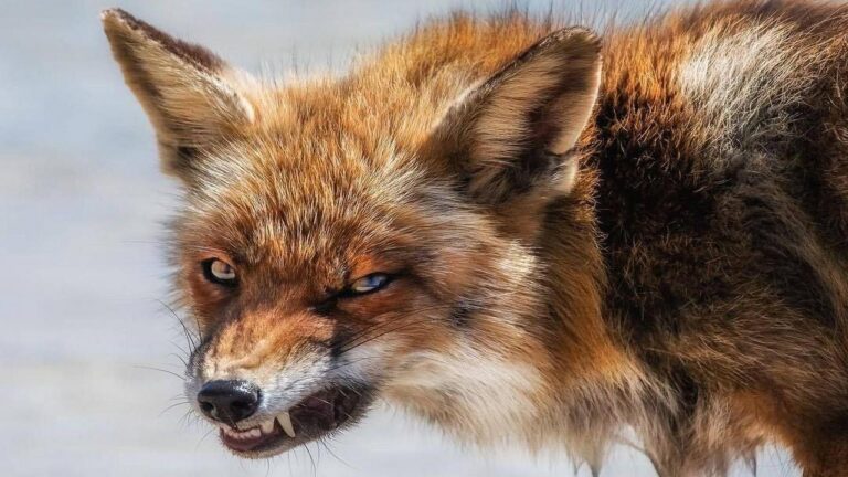 У Болградському районі розпочнуть відстріл диких тварин