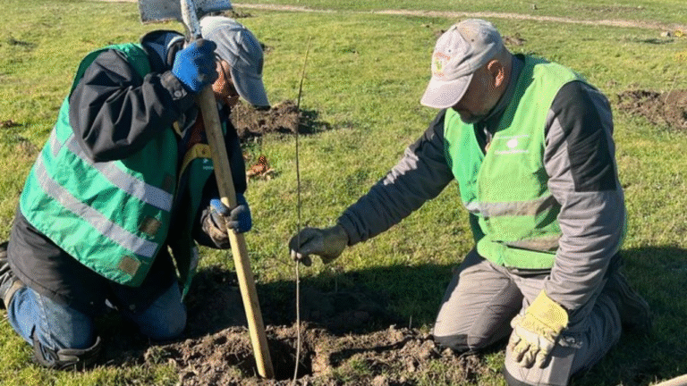 У Херсоні відновлюють Таврійський парк новими деревами