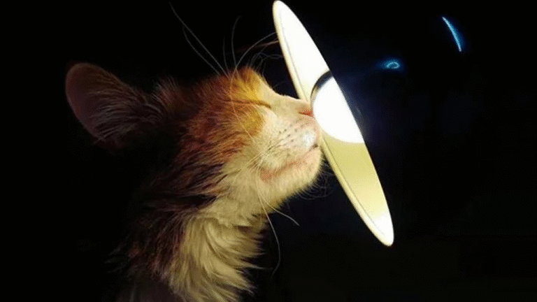 Планові відключення електроенергії в Миколаєві: графік на 25 листопада