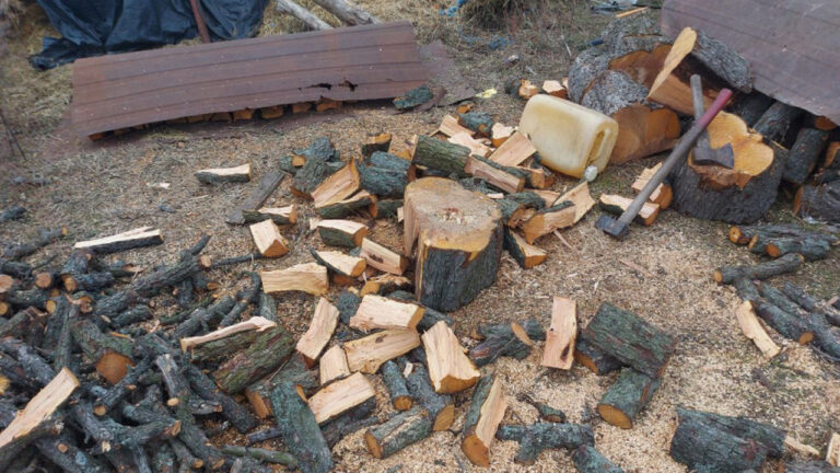 У Степнянській громаді мешканець незаконно зрубав дерева: екоінспектори склали протокол