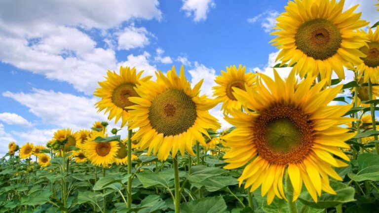 У Миколаївській області різко впала врожайність соняшника