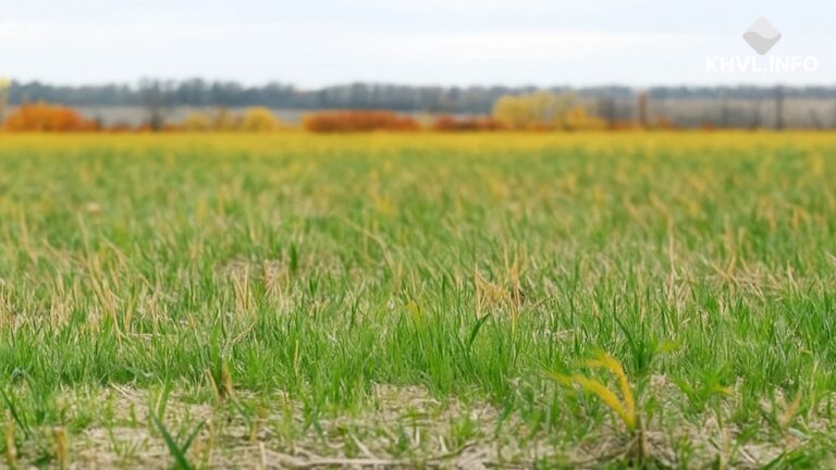Фермери з Миколаївщини відмовляються від сої та ріпаку через низьку ефективність вирощування