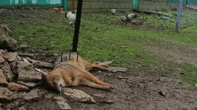 У поліції не зареєстрували заяву про жорстоке вбивство тварини на території нацпарку “Тузлівські лимани”