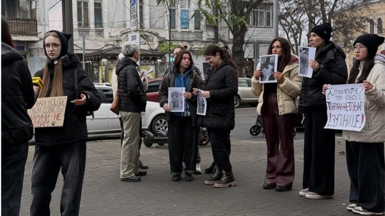 В Одесі розпочали розслідування після загибелі двох кошенят у закладі Cat Lounge