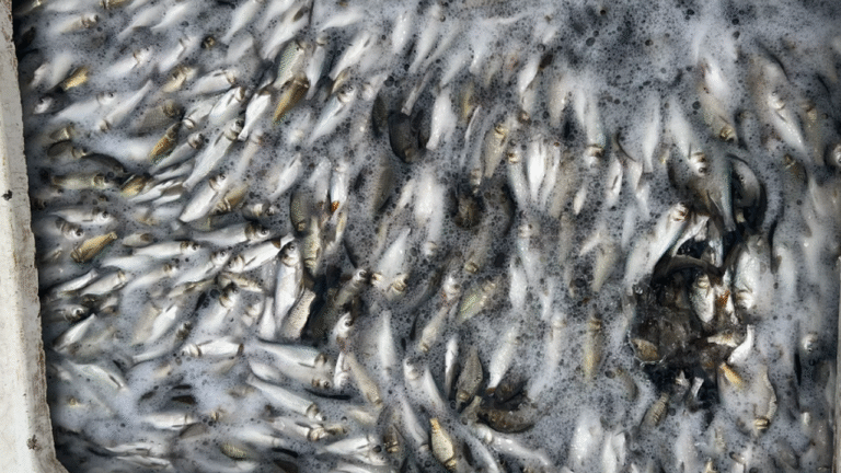 Дністровський лиман зарибнили за державні кошти