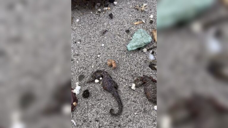 В Одесі зафіксували масову загибель морських коників на узбережжі